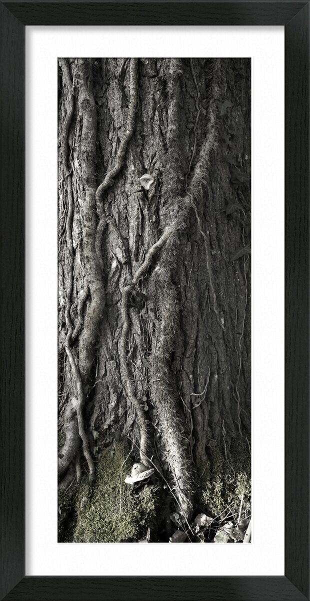 UNDER YOUR SKIN 2 from jean michel RENAUDIN, Prodi Art, material, Ivy, trunk, forest, tree, matter, alive, living, bark