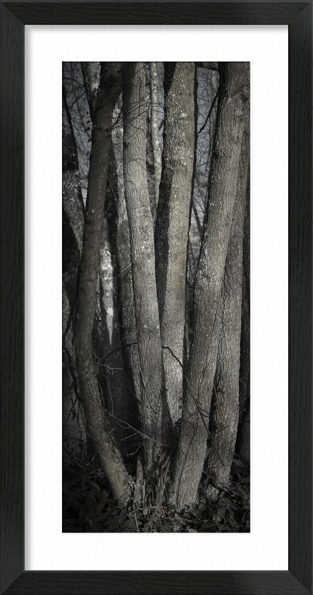 SOUS TA PEAU 1 de jean michel RENAUDIN, Prodi Art, Matériel, Lierre, tronc, forêt, arbre, matière, vivante, vivant, écorce