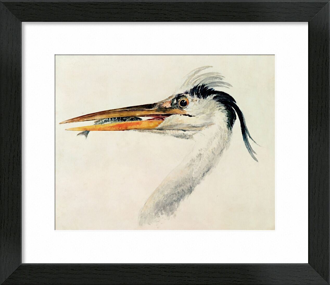 Heron with a Fish - TURNER von Bildende Kunst, Prodi Art, TURNER, Reiher, Fisch, Malerei