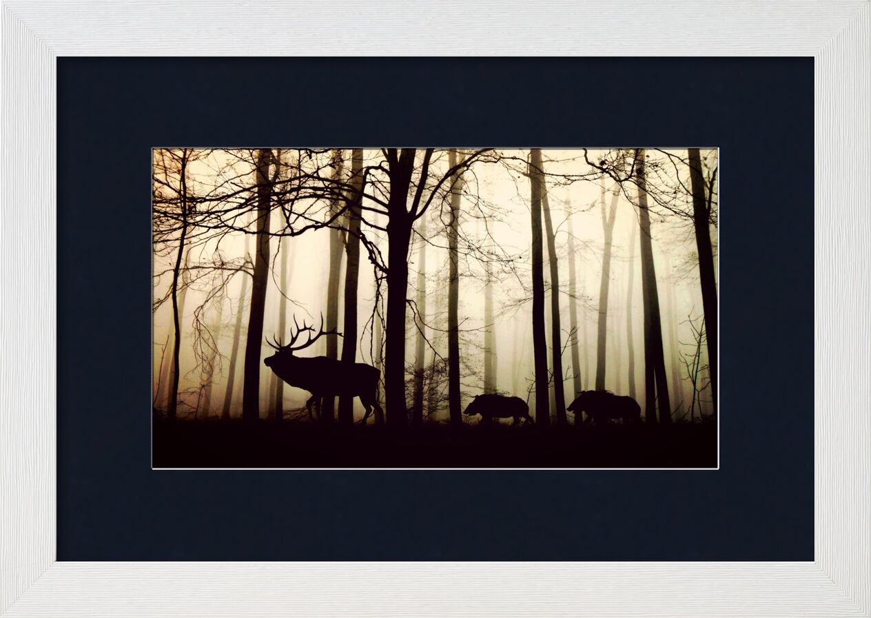 Silhouette of the forest from Pierre Gaultier, Prodi Art, forest, fog, hirsch, wild boars, nature, animals, trees, winter, mood, back light, winter trees, silhouette, atmosphere, shadow, cold, silent, wild animals