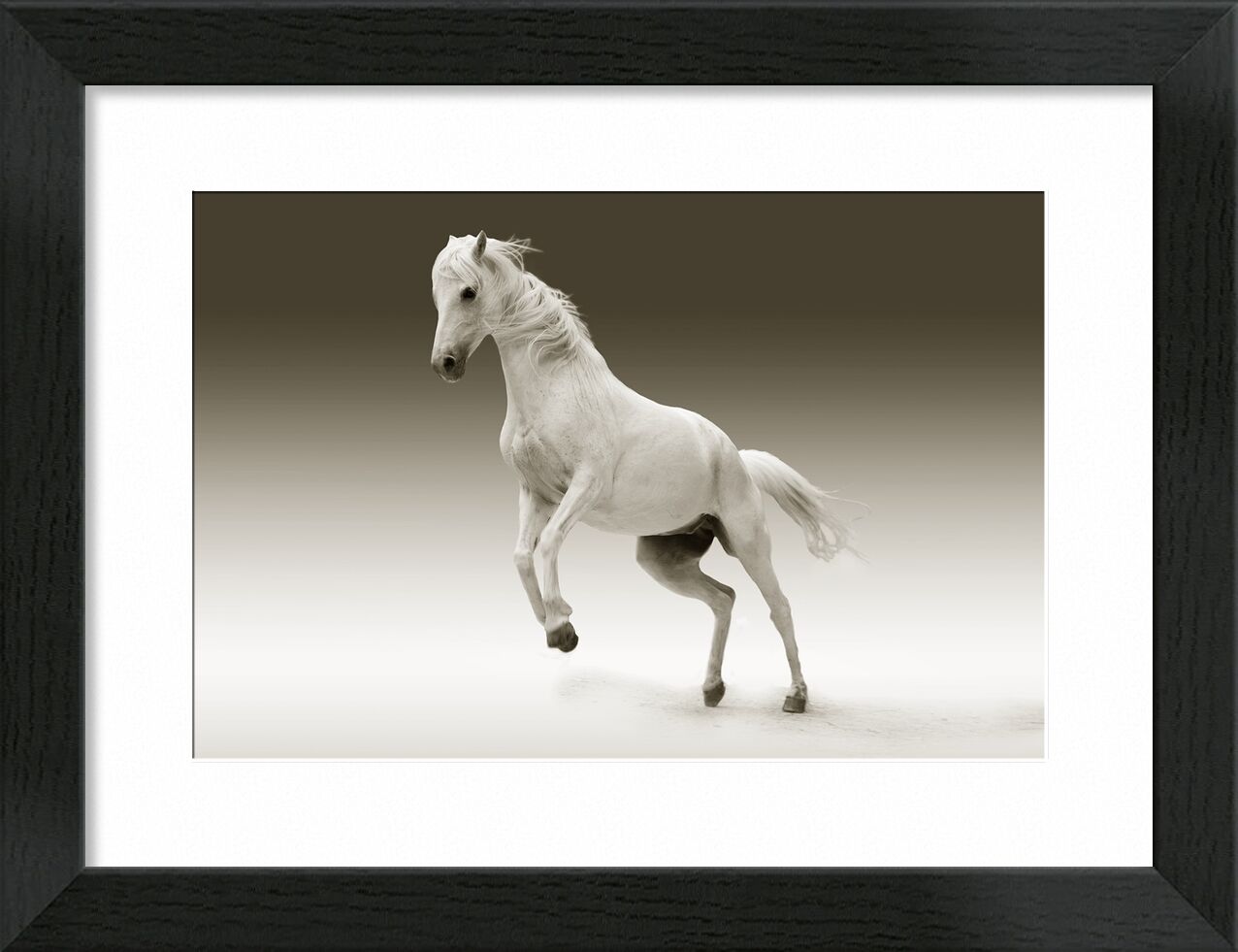 Horse from Pierre Gaultier, Prodi Art, horse, mare, animal, nature, ride, coupling, pasture, mold, mammal, pferdeportrait, horse head, eye, white, horse, wildlife, equestrian, mane