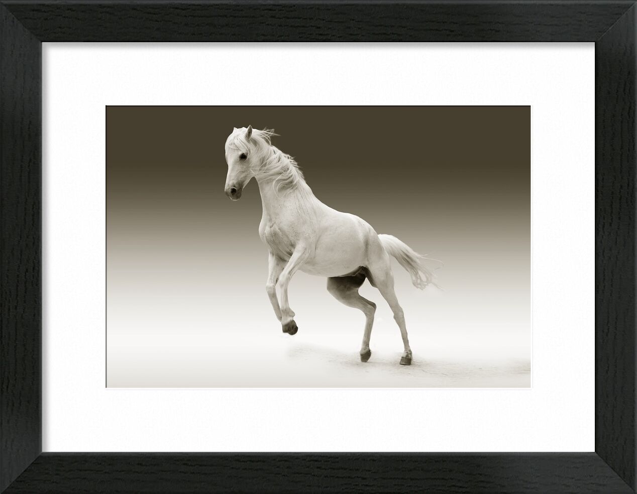 Horse from Pierre Gaultier, Prodi Art, horse, mare, animal, nature, ride, coupling, pasture, mold, mammal, pferdeportrait, horse head, eye, white, horse, wildlife, equestrian, mane