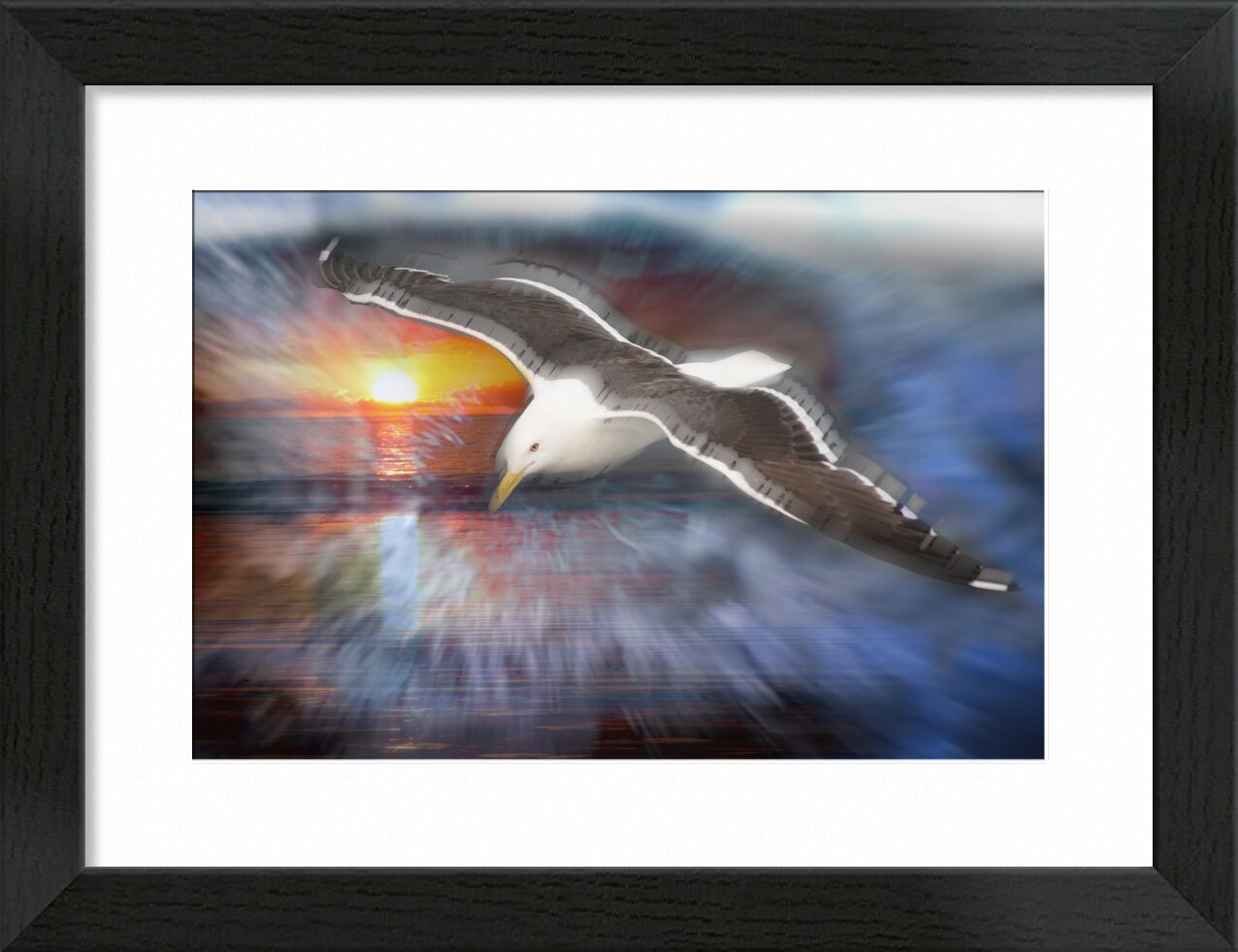 Flight of a seagull from Adam da Silva, Prodi Art, gull, flight, Sun, blue, bird, sea, ocean, beach