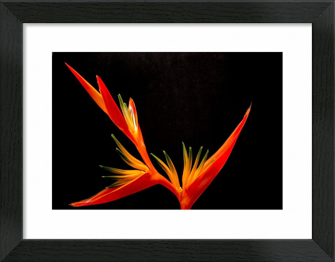 Colors of an orchid from Pierre Gaultier, Prodi Art, birds of paradise fl, bloom, close, closeup, flower, orange, orchid