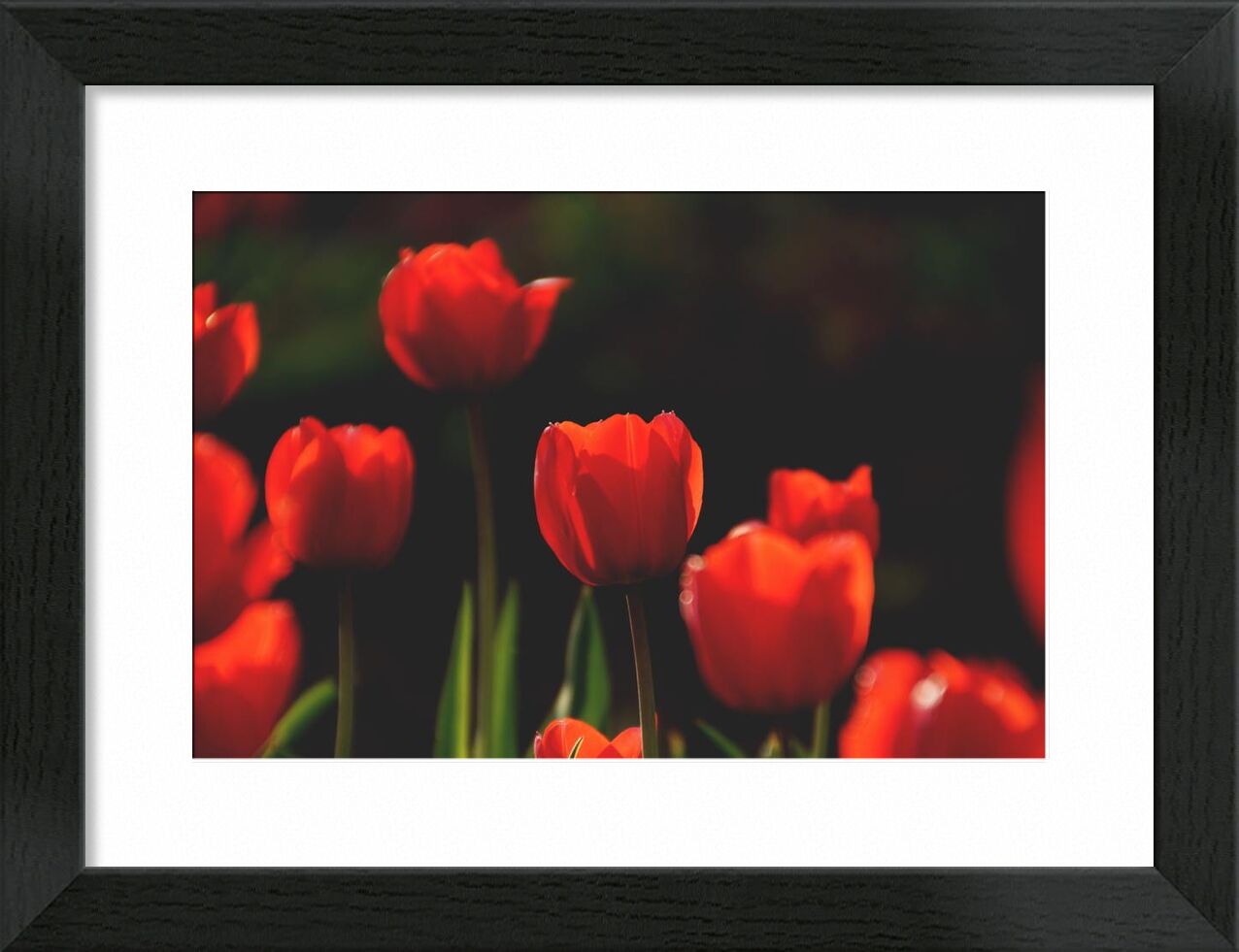 Our red tulips from Pierre Gaultier, Prodi Art, bloom, blooming, blossom, blur, botanical, bright, close-up, field, flora, flowers, garden, growth, leaves, nature, outdoors, petals, red, tulips