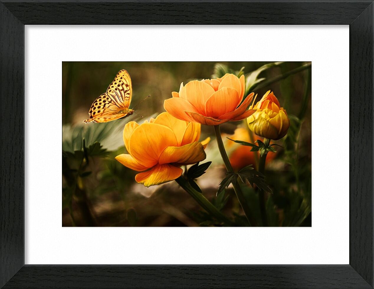 Le papillon et sa plante de Pierre Gaultier, Prodi Art, Floraison, fleurs, papillon, fleurs, jardin, insecte, nature, Orange, plante