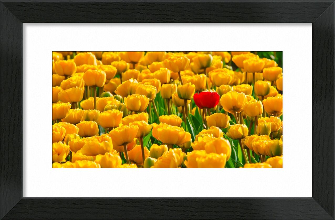 Fields of tulips from Pierre Gaultier, Prodi Art, bloom, blossom, flora, flowers, plants, spring