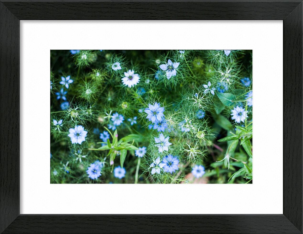 Blue flowers de Marie Guibouin, Prodi Art, fleur bleue, marie guibouin, nature, fleurs, vert