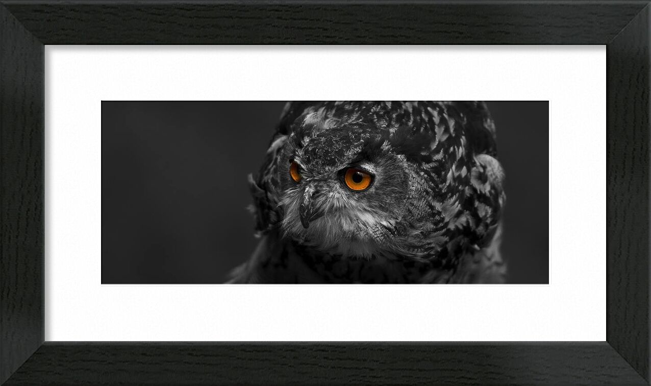 Owl's eyes from Pierre Gaultier, Prodi Art, animal, avian, beak, bird, bird of prey, black-and-white, close-up, eagle, eagle owl, eyes, falconry, feather, feathers, hawk, hunter, looking, nocturnal, outdoors, owl, perched, plumage, portrait, predator, prey, raptor, selective, color, staring, wild, wildlife, zoo