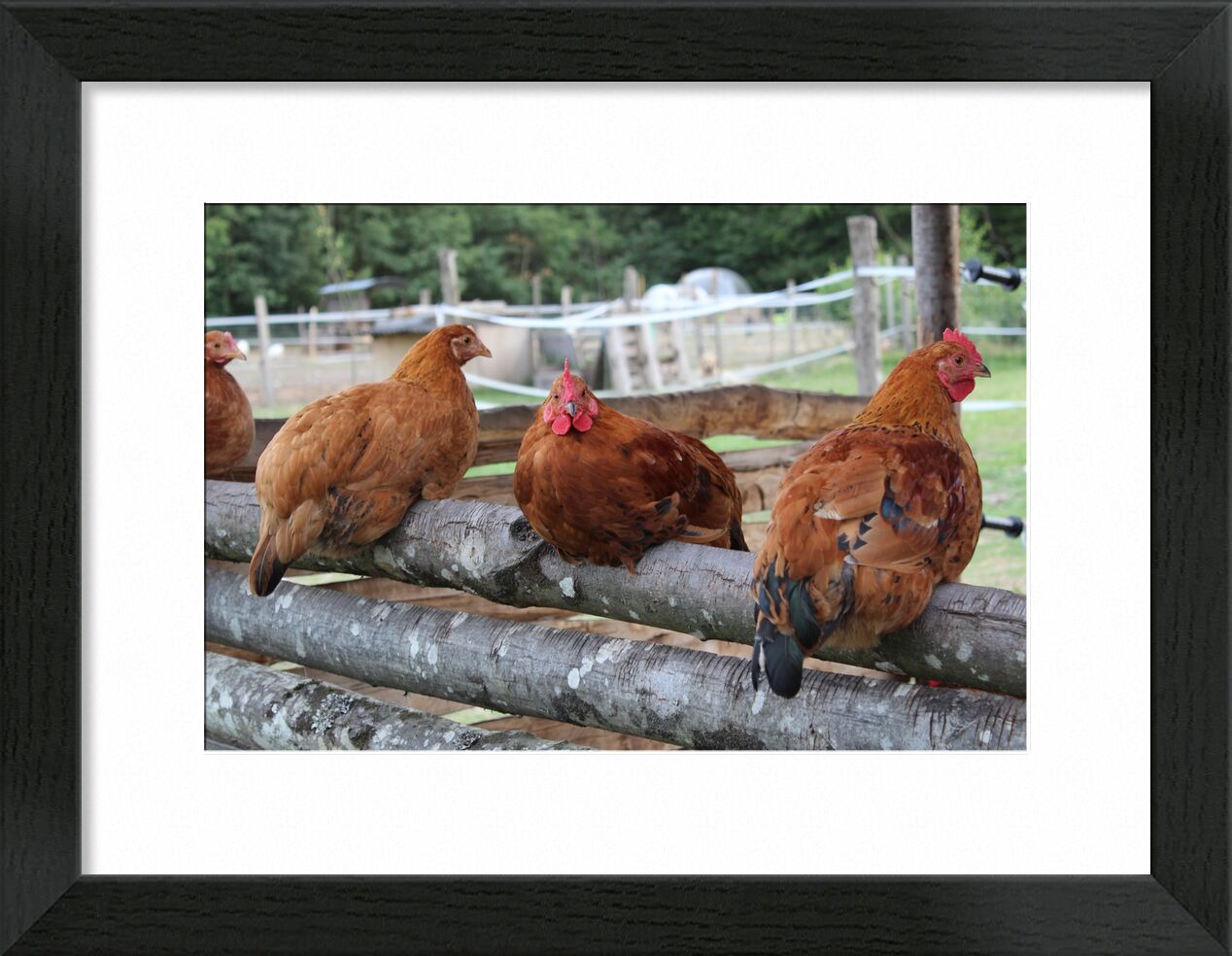 Les poulettes de jenny buniet, Prodi Art, poules