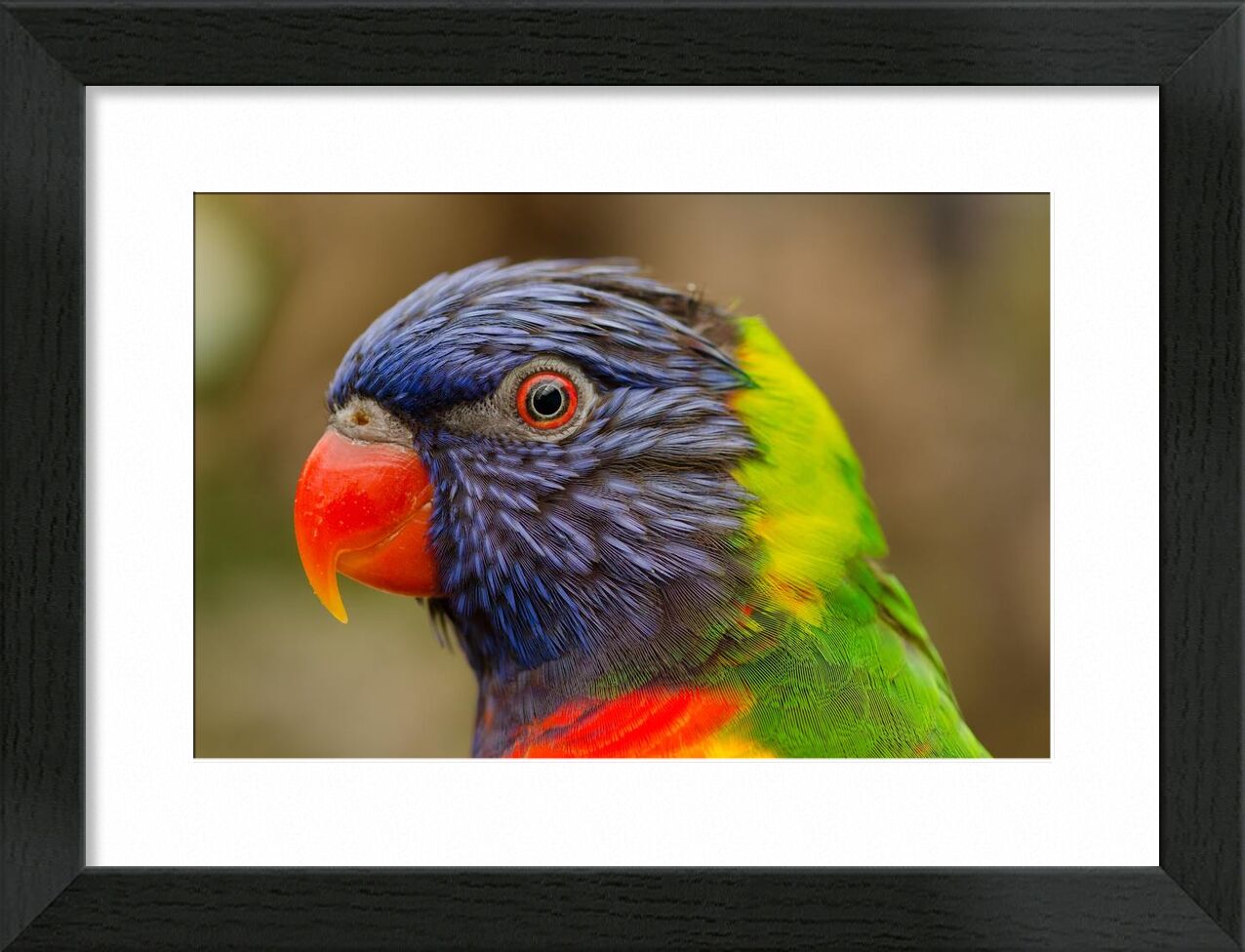 Parrot of the islands from Pierre Gaultier, Prodi Art, animal, beak, bird, closeup, eye, fauna, flying, parrot, rainforest, tropical, zoo