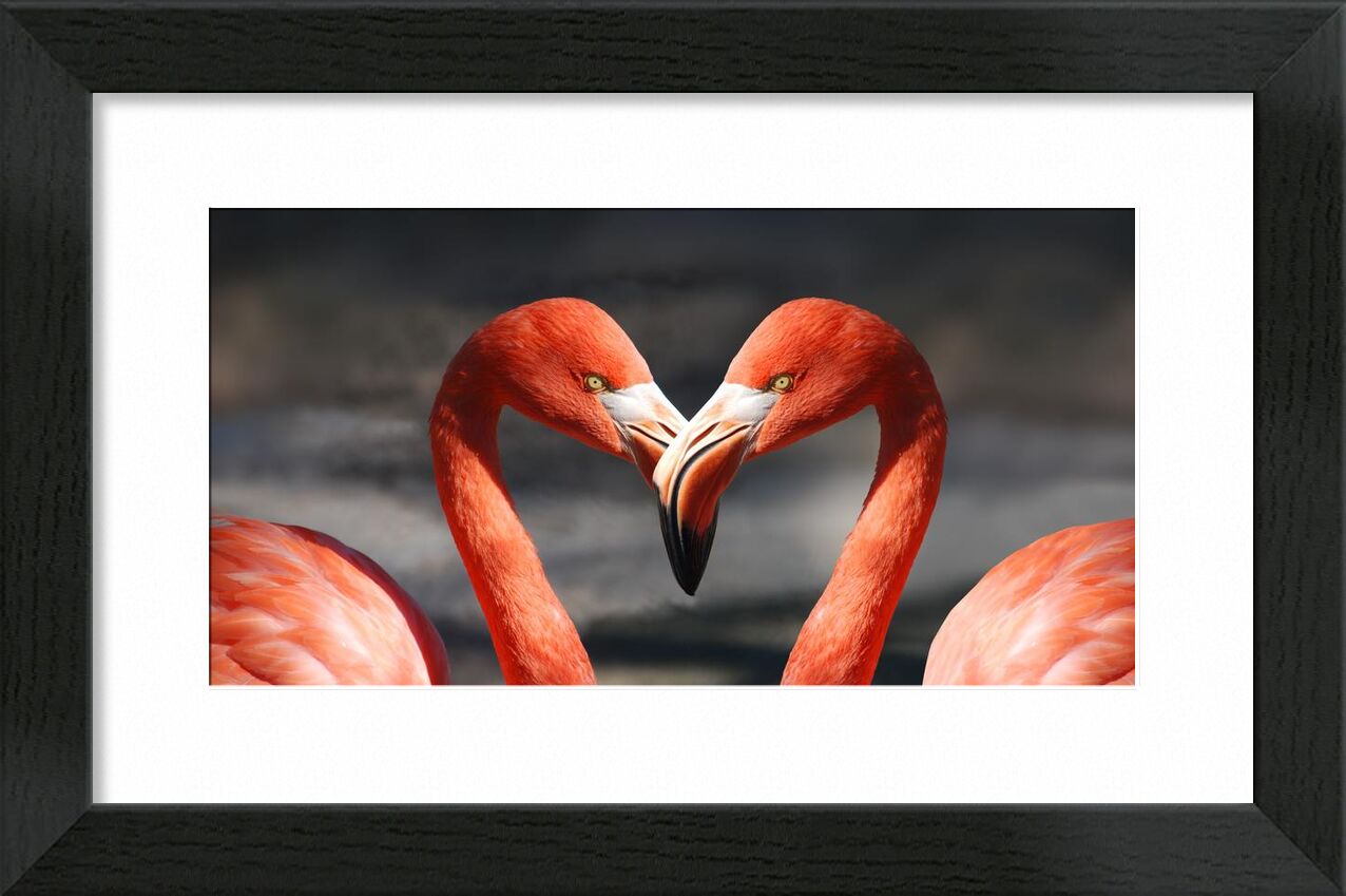 Couple of flamingo from Pierre Gaultier, Prodi Art, animals, birds, feathers, flamingo, flamingos, plumage