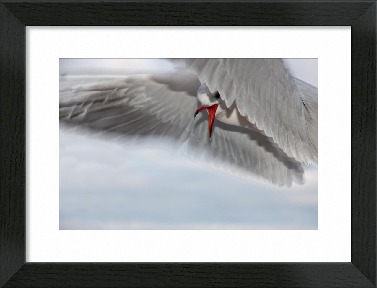 The gull race from Pierre Gaultier, Prodi Art, animal, bird, close-up, seagull