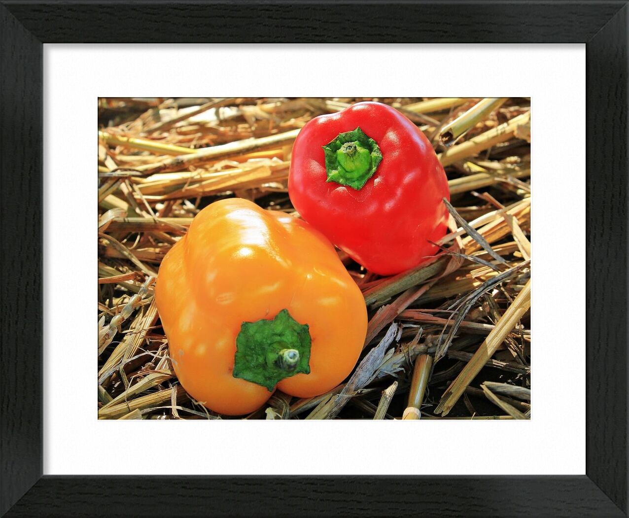 Two Peppers from Pierre Gaultier, Prodi Art, bell, close-up, color, cooking, crisps, delicious, eat, food, fresh, green, grow, hay, health, healthy, hot, natural, nutrition, bell peppers, pepper, raw, red pepper, seasonal, still, life, vegetables