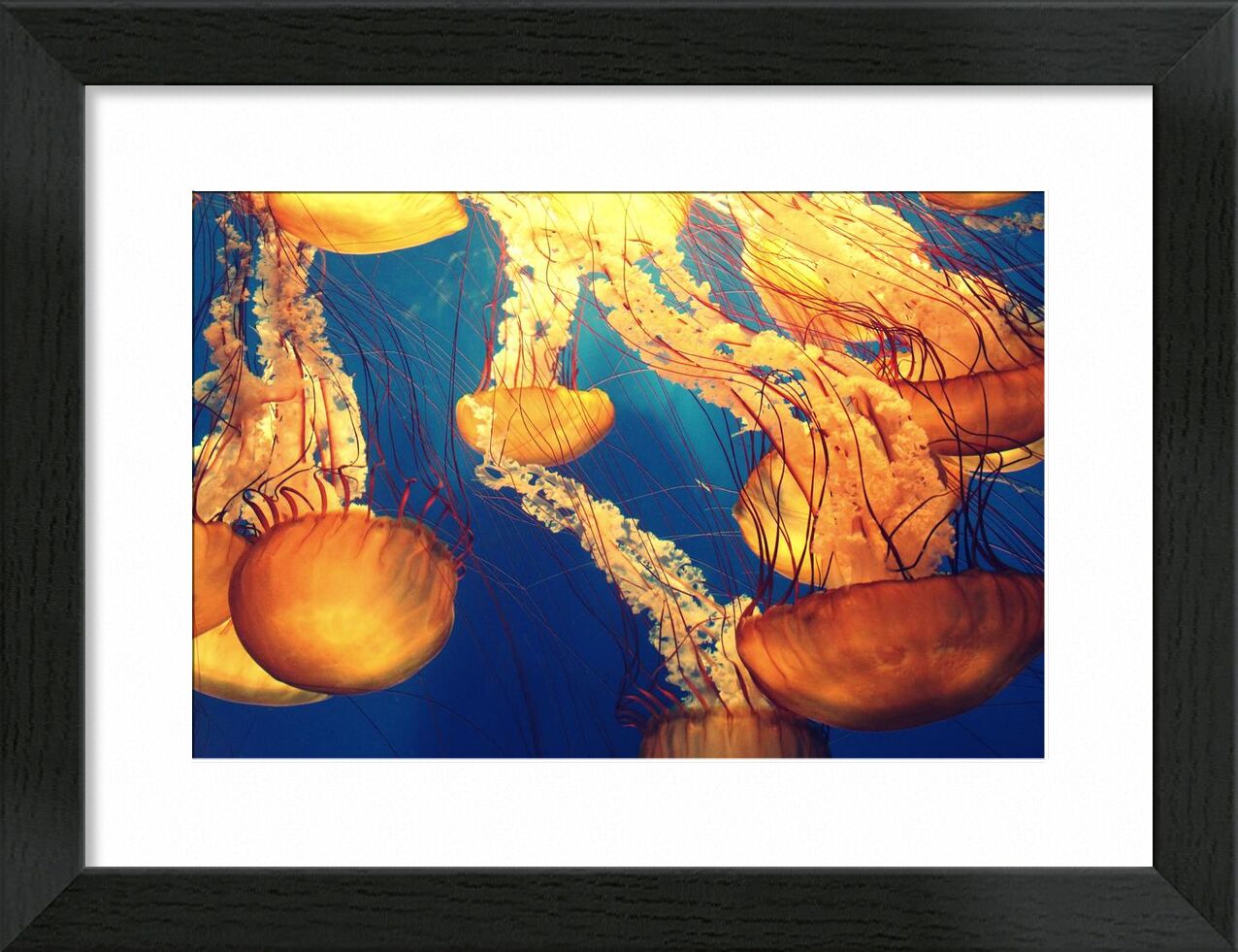 Jellyfish from the Sea from Pierre Gaultier, Prodi Art, animals, deep ocean, deep sea, jellyfishes, marine, life, nature, ocean, sea, sea creature, tentacles, underwater