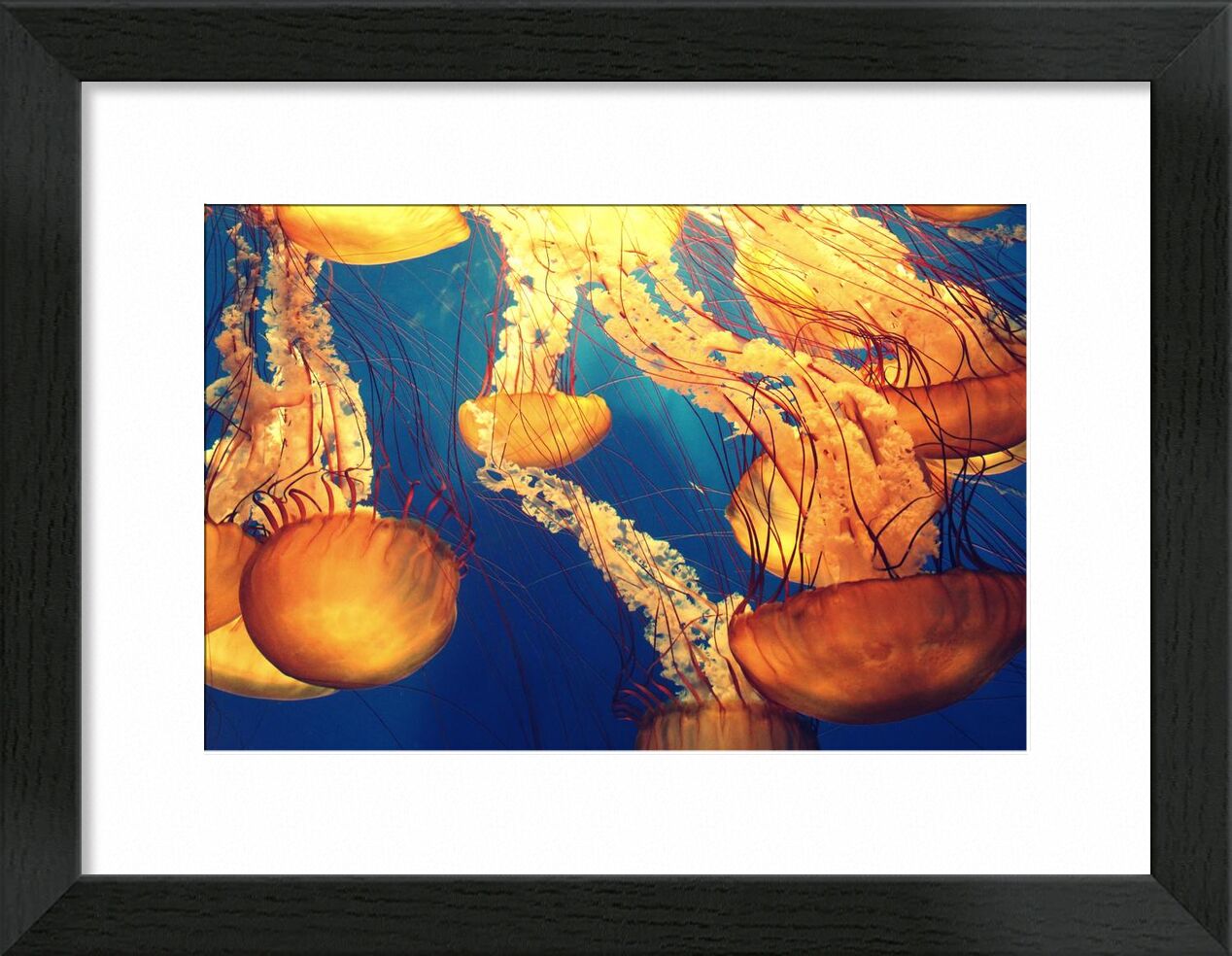 Méduses des mers de Pierre Gaultier, Prodi Art, animaux, océan profond, mer profonde, méduses, Marin, la vie, nature, océan, mer, créature marine, tentacules, sous-marin