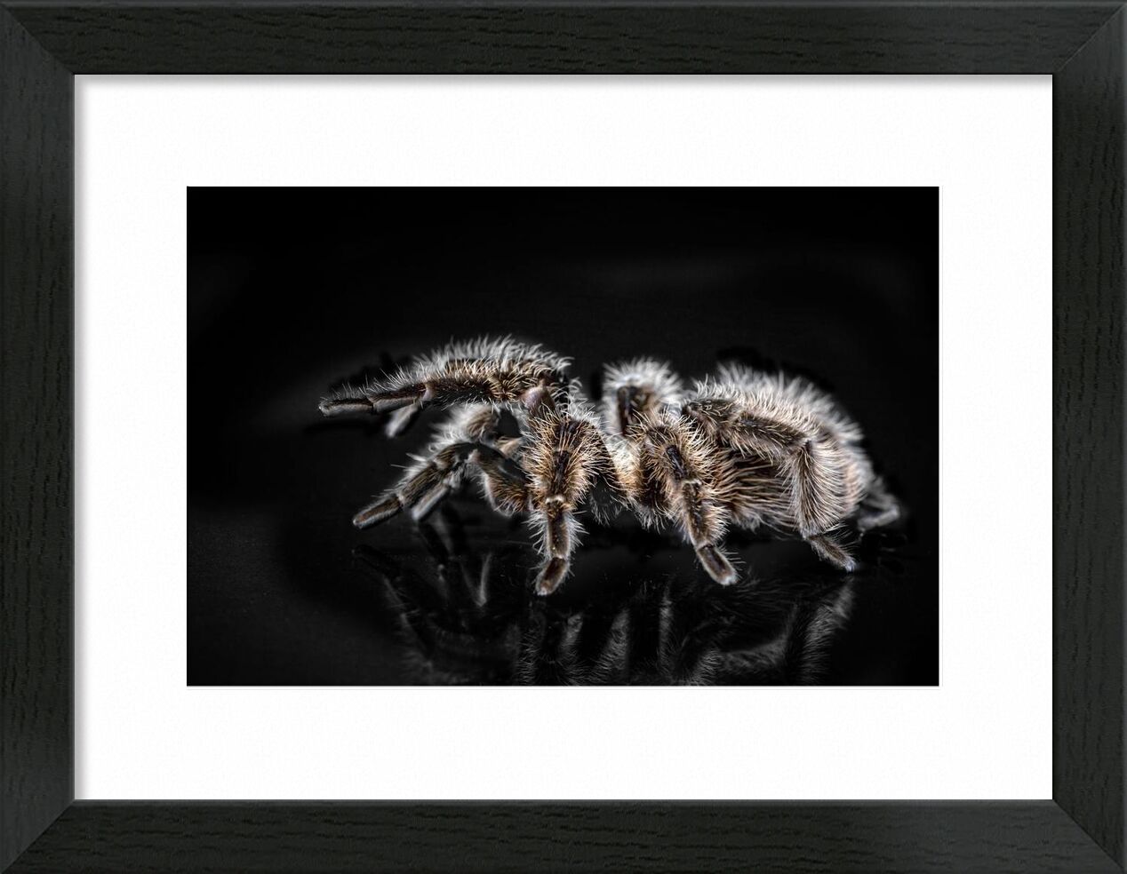 L'araignée de Pierre Gaultier, Prodi Art, animal, arachnide, gros plan, terrifiant, dangereux, dégoûter, répugnant, exotique, poilu, insecte, invertébré, peu, macro, nature, toxique, effrayant, Araign? e, tarentule