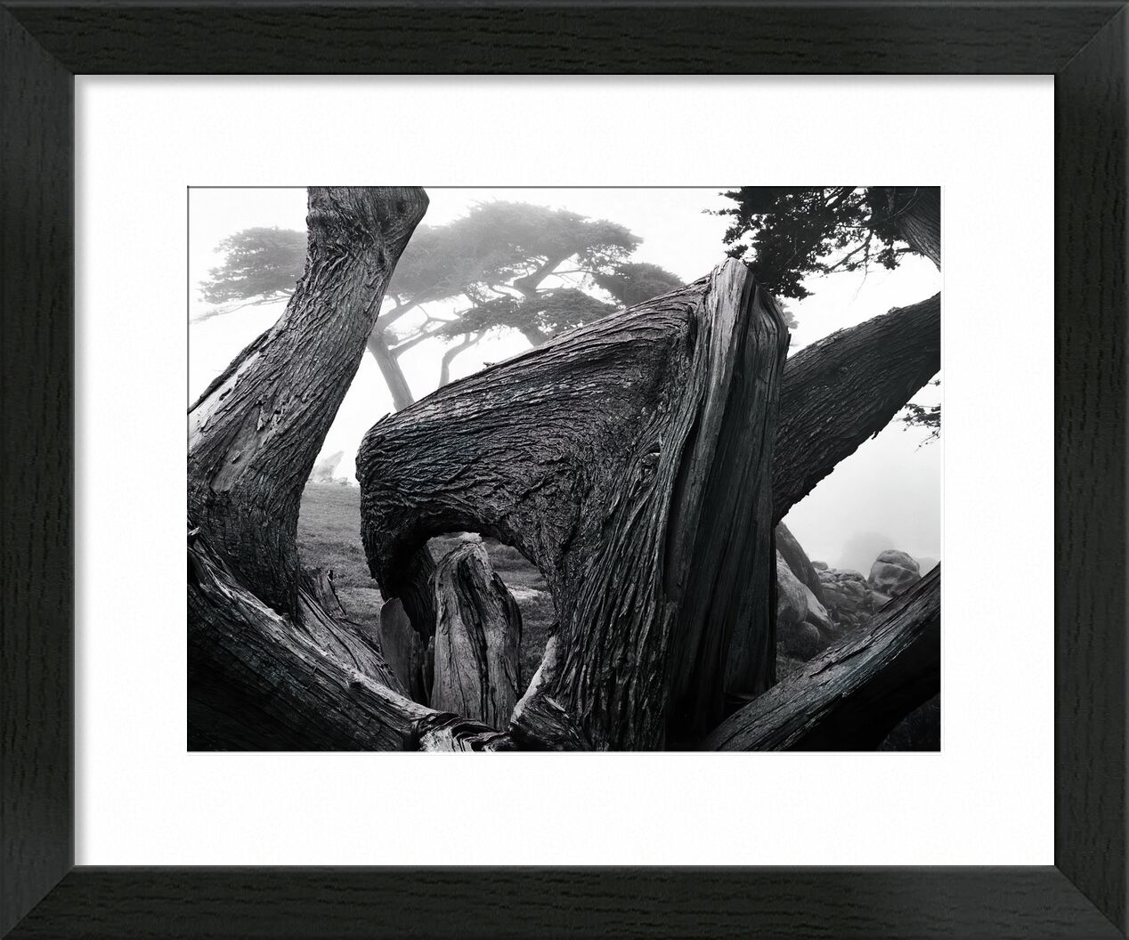 Zypressenbaum im Nebel, Pebble Beach Kalifornien - Ansel Adams von Bildende Kunst, Prodi Art, adams, ANSEL ADAMS, Natur, Nebel, Wald, Baum