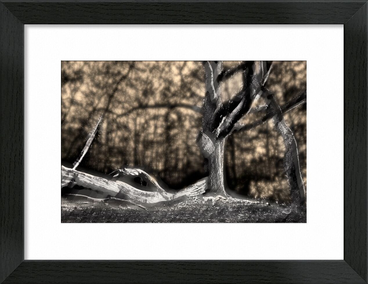 L'ombre du tronc de Adam da Silva, Prodi Art, noir&amp;blanc, hiver, branche, forêt, noir, arbre, ombre, foncé