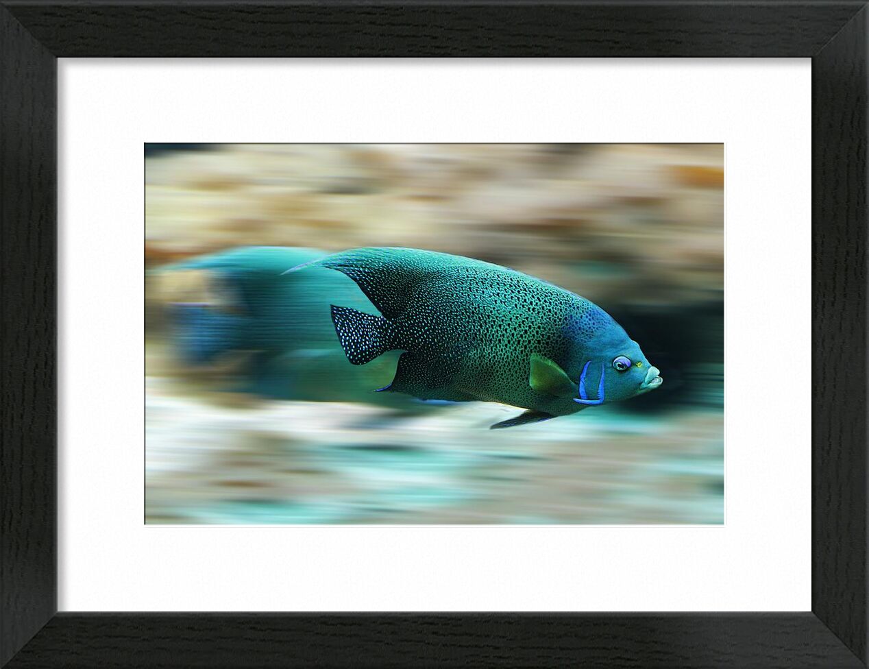 L'ombre colorée de Aliss ART, Prodi Art, poisson, Marin, La vie marine, mouvement, nature, la vitesse, nager, eau, aqua, aquatique, échelle, laps de temps