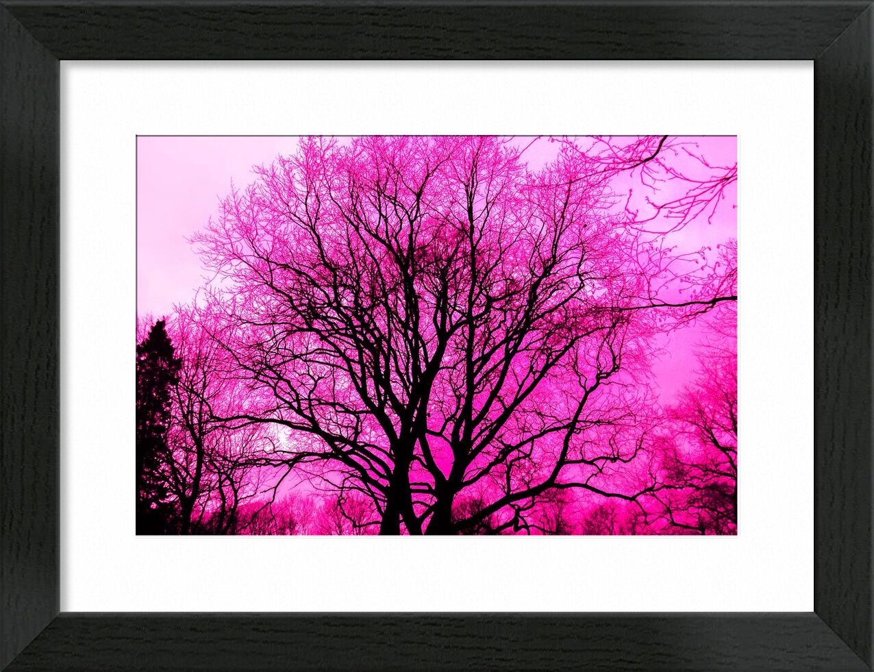 Life in pink from Aliss ART, Prodi Art, wallpaper, lone, wood, winter, purple, tree, Sun, silhouette, scenic, outdoors, nature, landscape, fog, fall, environment, dawn, dark, color, bright, branch, black, art, abstract