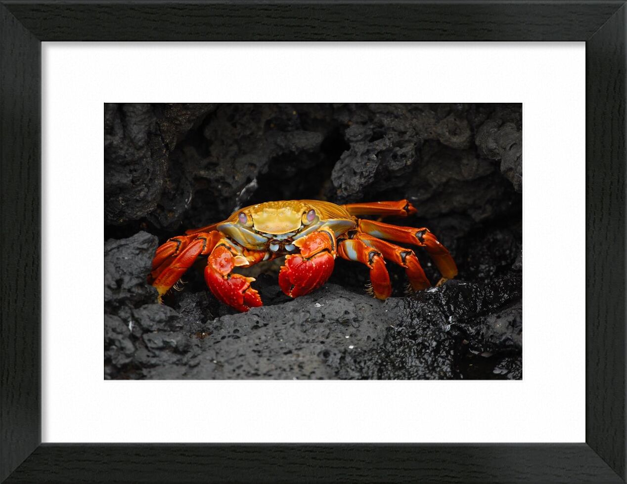 Crabe de Aliss ART, Prodi Art, fruits de mer, crabe rouge, grapsus grapsus, crustacé, Crabe, des roches, créature, animal