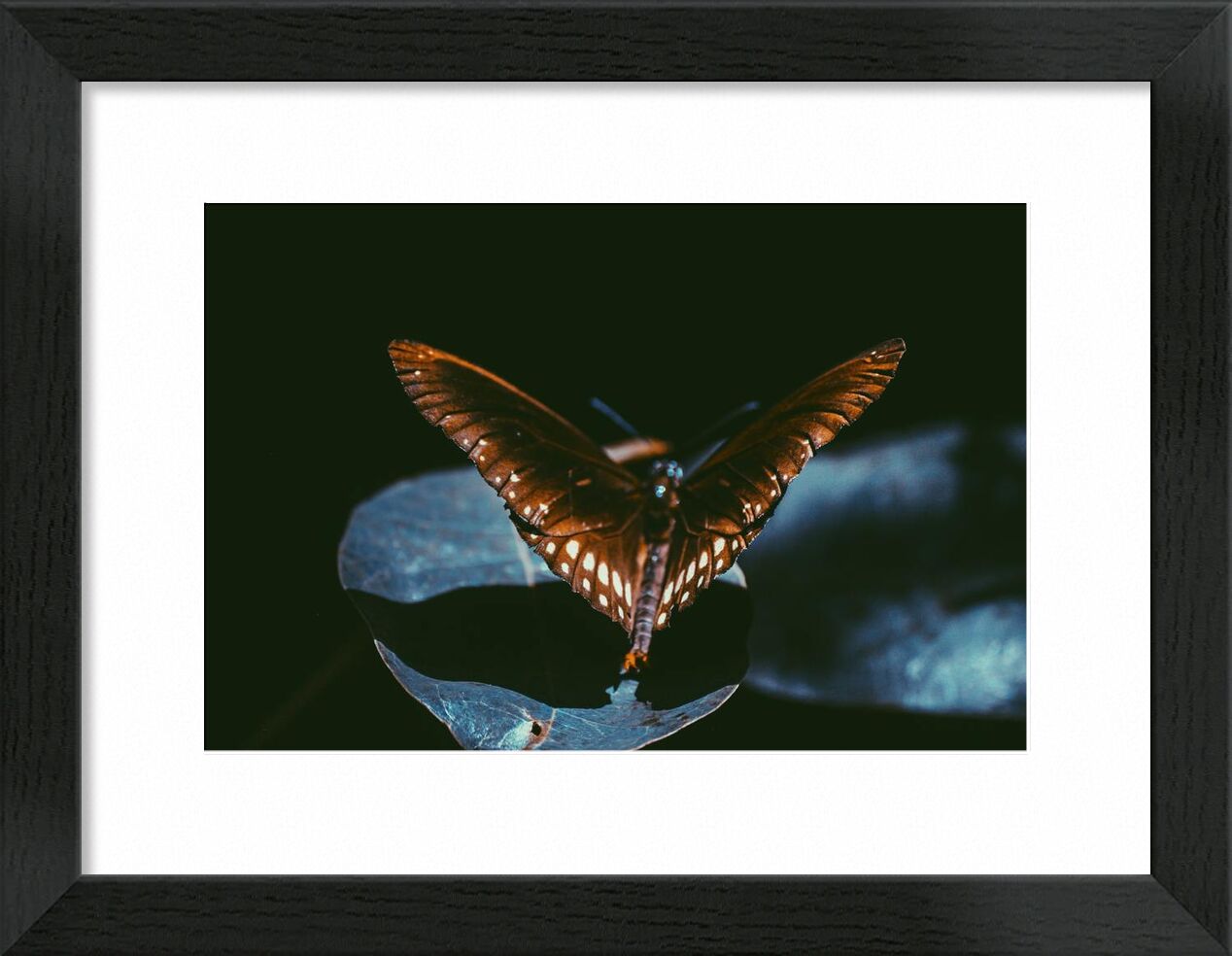 Sombre de Aliss ART, Prodi Art, Srilanka, papillon de nuit, monarque, Lépidoptères, ailes, macro, insecte, foncé, gros plan, papillon