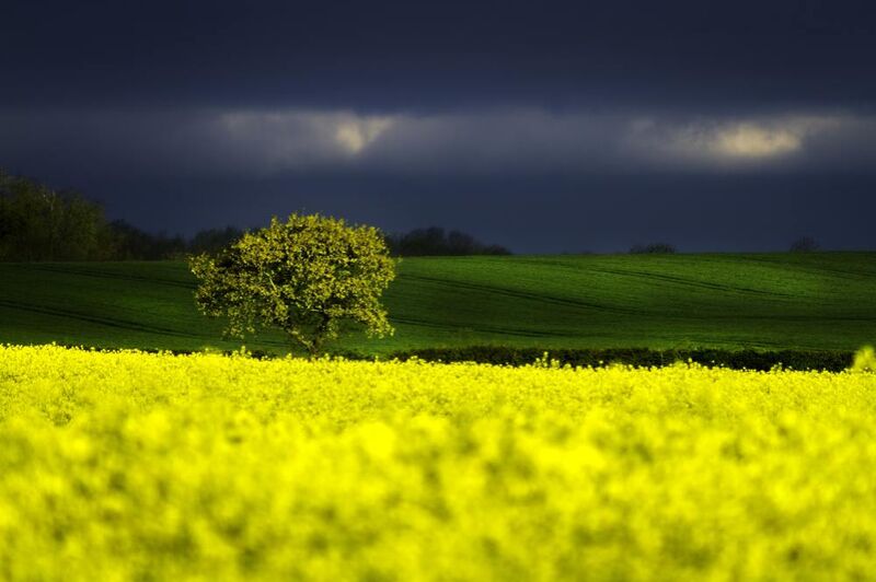 Le champs jaune de Pierre Gaultier Decor Image