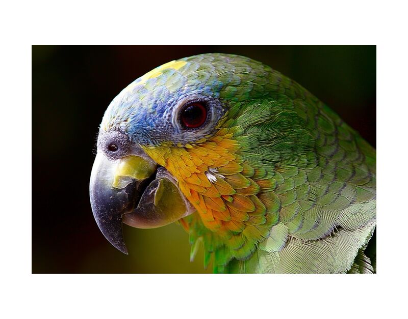 Parrot of the islands from Pierre Gaultier, Prodi Art, parrot, animals, bird, green, wings, animal, nature, peak, plumage, color, pen, amazon, exotic bird, tropical bird, ave, jungle, macaw