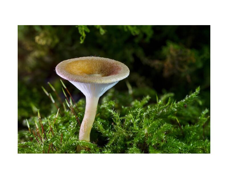 Mushroom on moss from Pierre Gaultier, Prodi Art, forest, champignon, mini mushroom, sponge, small mushroom, moss, autumn