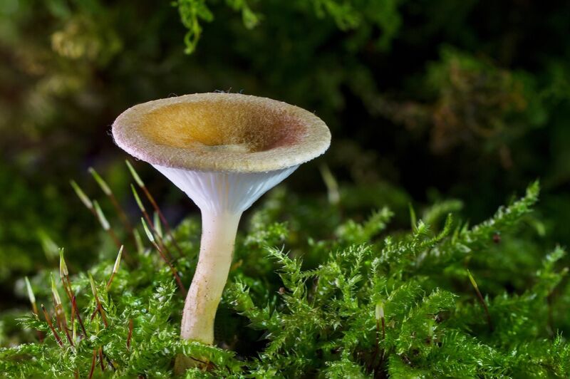 Mushroom on moss from Pierre Gaultier Decor Image