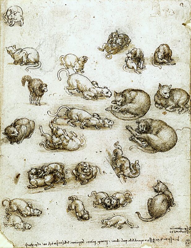 Cats, Lions, and a Dragon - Leonardo da Vinci von Bildende Kunst Decor Image