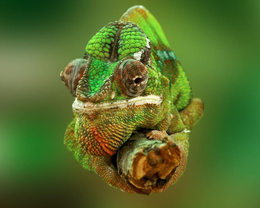 Chameleon from Pierre Gaultier, Prodi Art, close-up, colorful, colourful, green, lizard, reptile, chamaeleonidae, chameleon