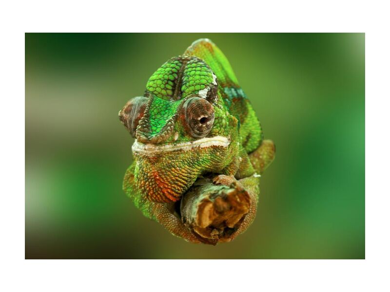 Le caméléon de Pierre Gaultier, Prodi Art, gros plan, coloré, coloré, vert, lézard, reptile, chamaeleonidae, caméléon