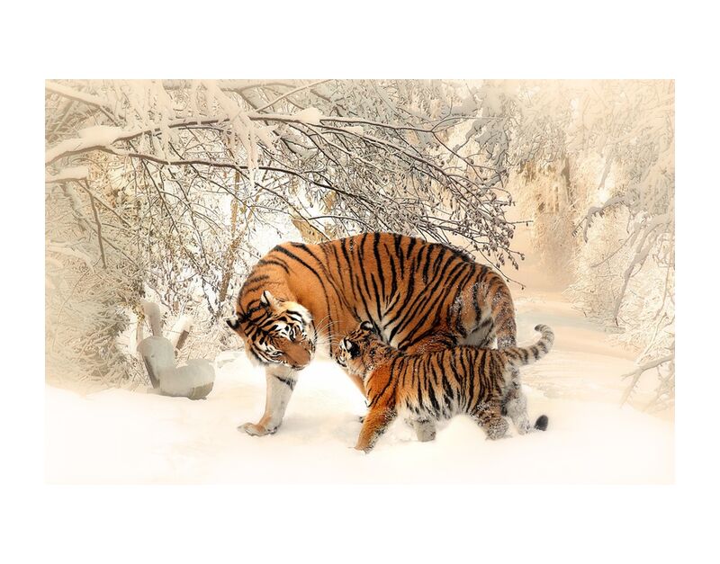 Tigers in the snow from Pierre Gaultier, Prodi Art, tiger, young, forest, winter, mood, play, beautiful, tiger baby, tigerfamile, family, panthera tigris altaica, young animal, wilderness, outdoor