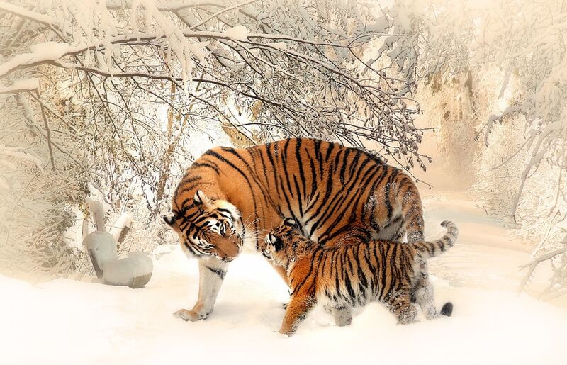 Tigres dans la neige de Pierre Gaultier Decor Image