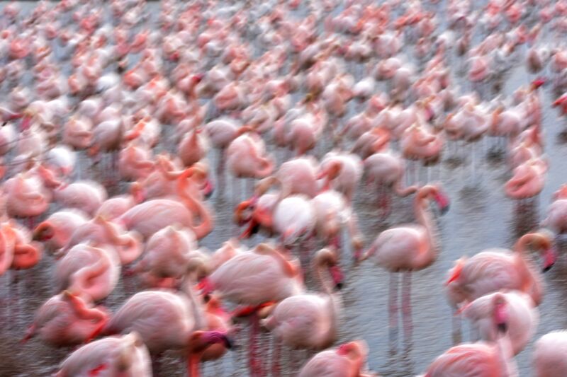 Flamingos Family de Romain DOUCELIN Decor Image