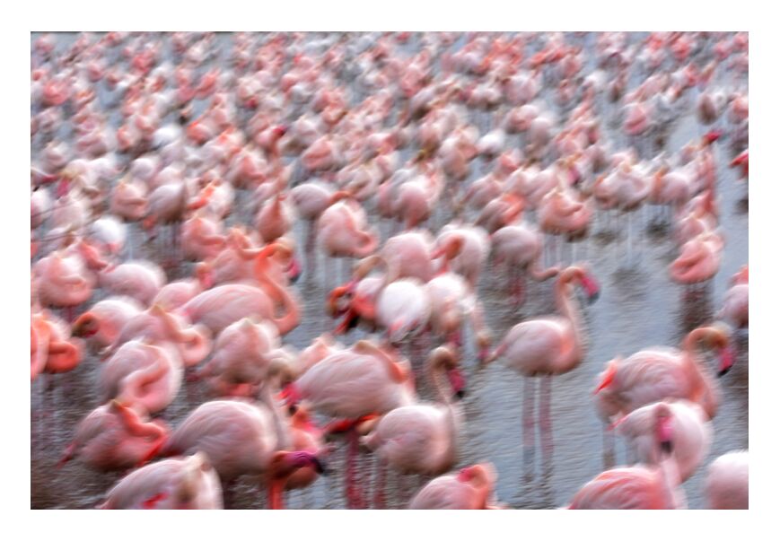 Flamingos Family from Romain DOUCELIN, Prodi Art, family, lake, winter, spring, birds, bird, animals, animal, flamingo, Flamingo, environment, wildlife, landscapes, landscape, nature, abstract, lake and birds