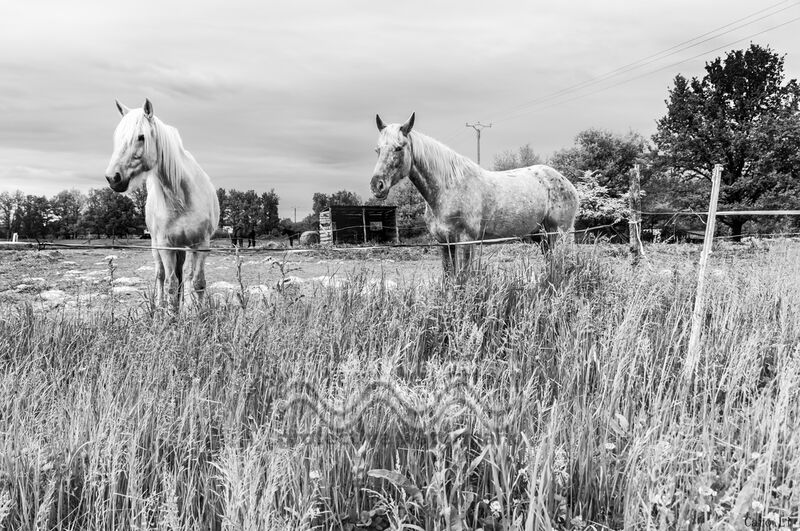 The Horses from Caro Li Decor Image