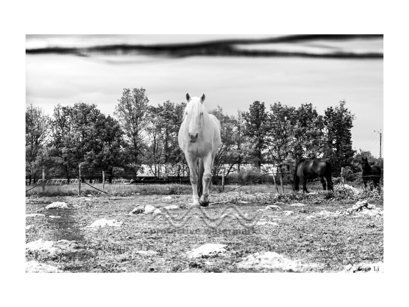 Le cheval de Caro Li, Prodi Art, paysage, Cher Li, nature, cheval