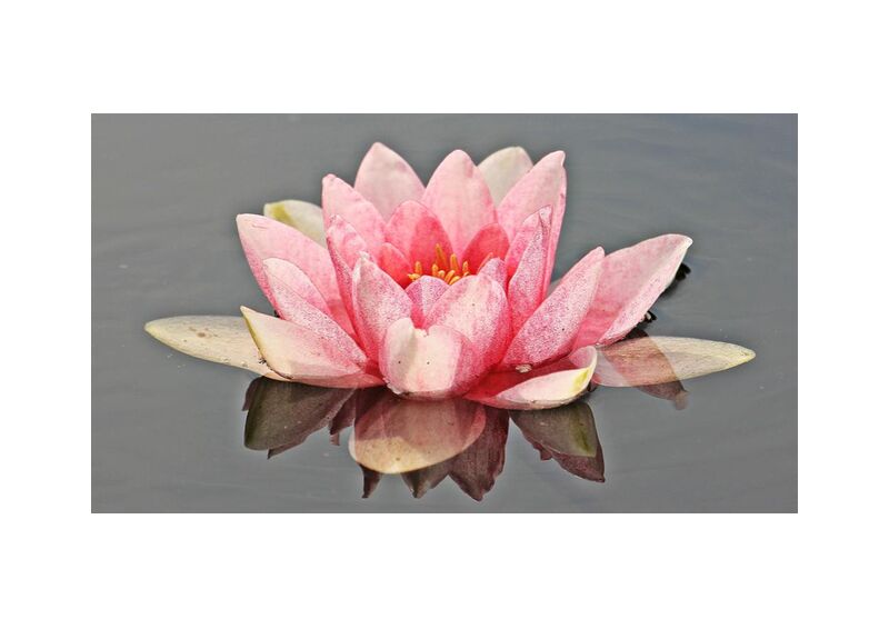The pink water lily from Pierre Gaultier, Prodi Art, bloom, blossom, flora, flower, nymphaea, petals, plant, pond, water, waterlily