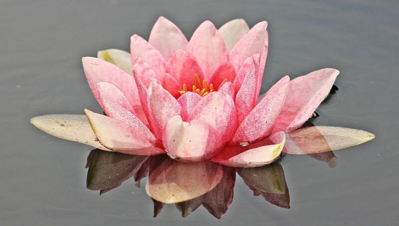 The pink water lily from Pierre Gaultier Decor Image