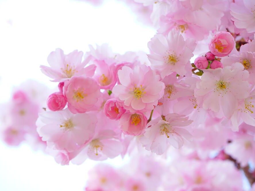 Fleurs de cerisier de Pierre Gaultier, Prodi Art, Floraison, fleur, fleur de cerisier, flore, fleurs, rose, printemps, arbre