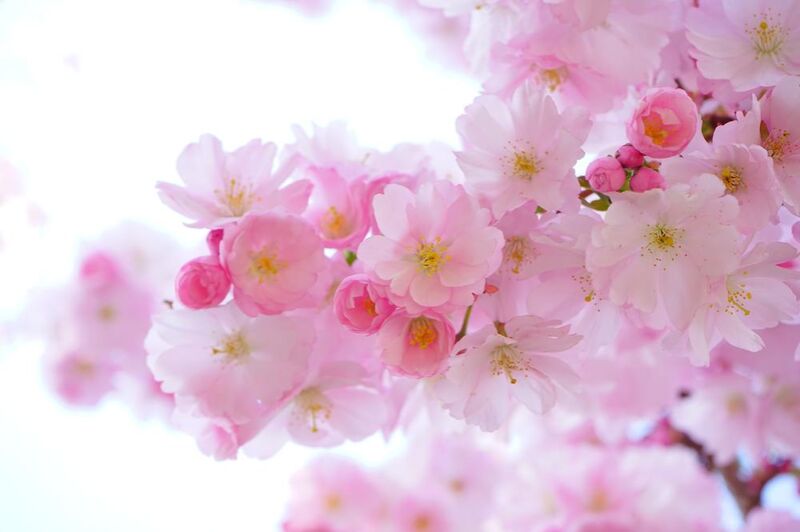 Fleurs de cerisier de Pierre Gaultier Decor Image
