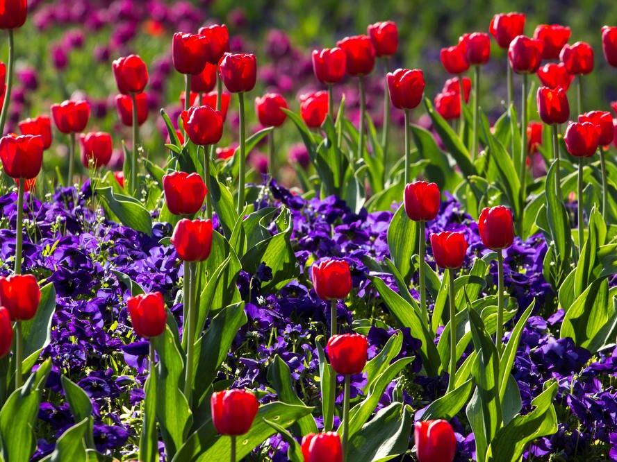 Les tulipes du printemps de Pierre Gaultier, Prodi Art, Floraison, fleur, flore, fleurs, nature, printemps, tulipes, fleurs sauvages