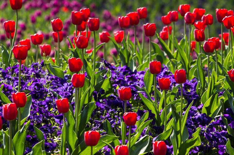 Les tulipes du printemps de Pierre Gaultier Decor Image
