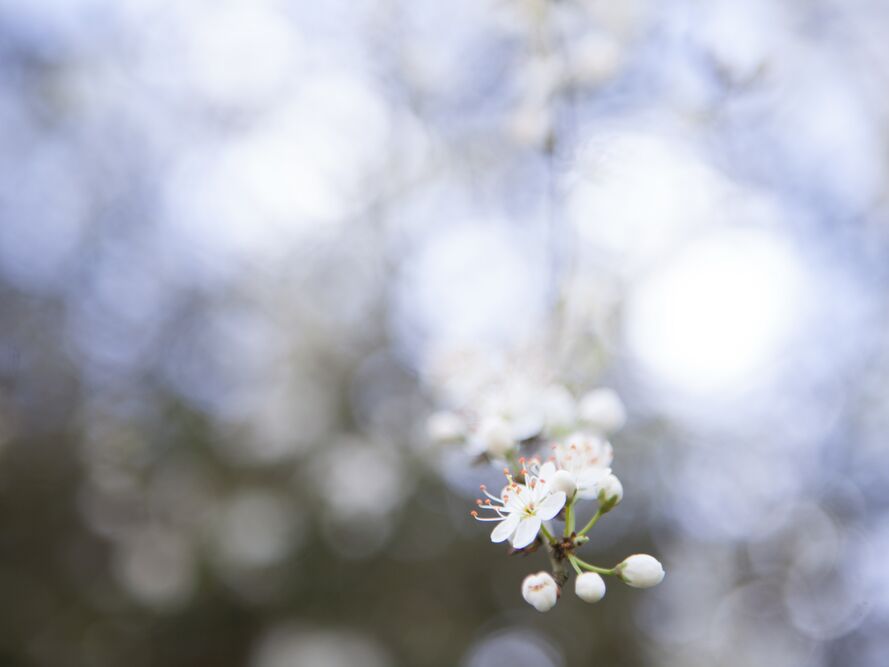 Eclosion de Stéphanie Bobault, Prodi Art, nature, printemps, fleur, cerisiers en fleur