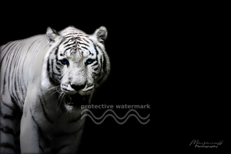 Le Tigre de Sibérie sorti des grandes steppes de Mayanoff Photography Decor Image