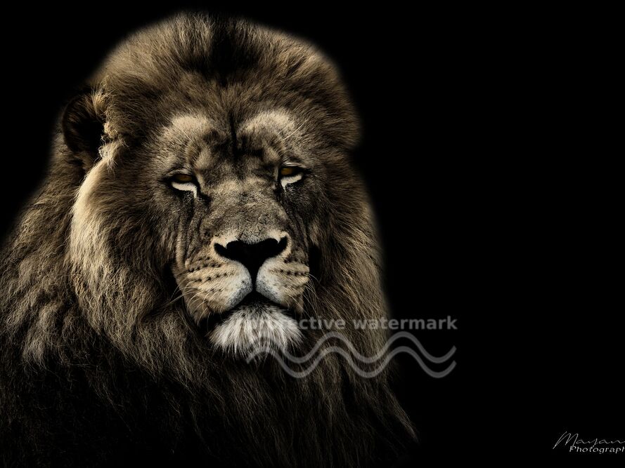 Le Roi de la savane de Mayanoff Photography, Prodi Art, Lion, faune, portrait de la faune, portrait animalier, faune sauvage