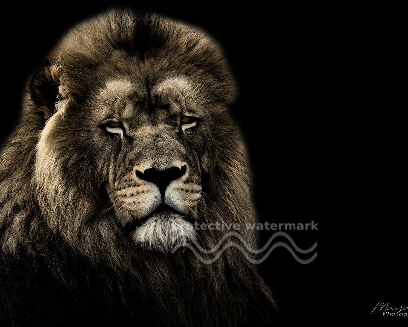 The King of the Savannah from Mayanoff Photography, Prodi Art, wildlife, animal portrait, wildlife portrait, wildlife, Lion
